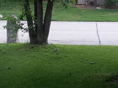 Sciurus carolinensis