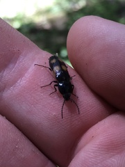 Selatosomus suckleyi