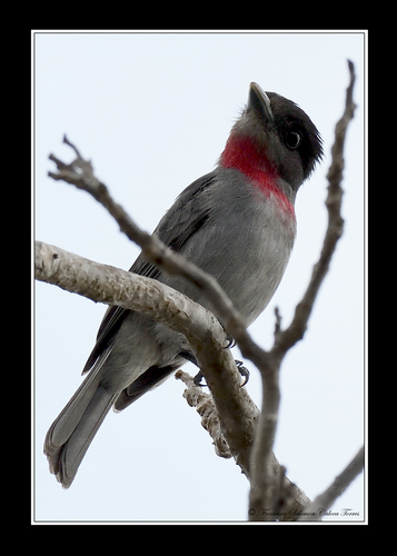 Rose-throated Becard