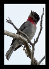 Rose-Throated Becard photo 5