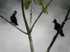 Cephalopterus ornatus