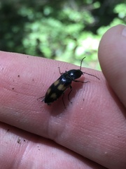 Selatosomus suckleyi