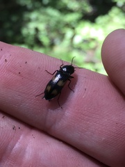 Selatosomus suckleyi