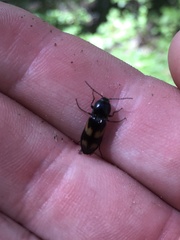 Selatosomus suckleyi