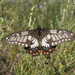 Papilio anactus - Photo (c) Nathan Johnson, osa oikeuksista pidätetään (CC BY-NC-SA)