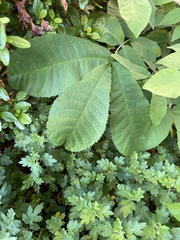 Magnoliopsida