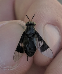 Chrysops carbonarius