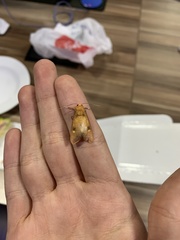 Lepidoptera