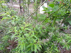 Aloysia citrodora