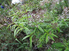Aloysia citrodora