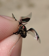 Chrysops carbonarius