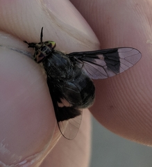 Chrysops carbonarius