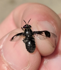 Chrysops carbonarius