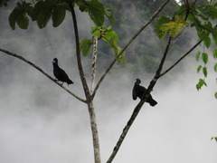 Cephalopterus ornatus