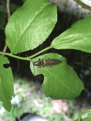 Proludius protractus