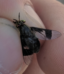 Chrysops carbonarius