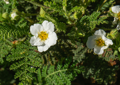 Chamaebatia foliolosa
