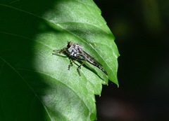 Neoitamus flavofemoratus