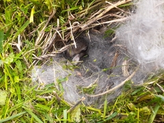 Sylvilagus floridanus