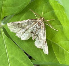 Metarranthis refractaria