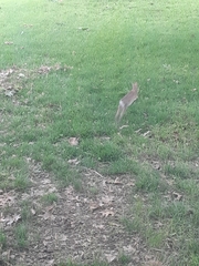 Sylvilagus floridanus