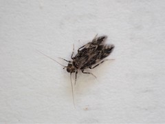 Echmepteryx