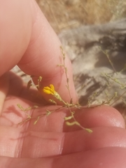 Lessingia glandulifera