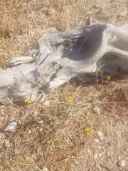 Lessingia glandulifera