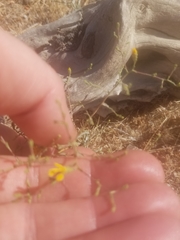 Lessingia glandulifera