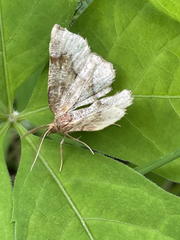 Metarranthis refractaria