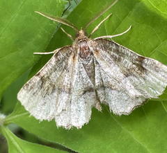 Metarranthis refractaria