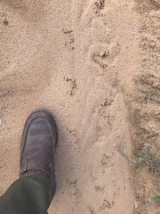 Gopherus berlandieri