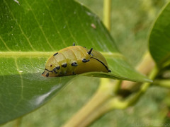 Rhetus arcius