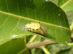 Rhetus arcius