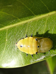 Rhetus arcius