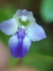 Linderniaceae