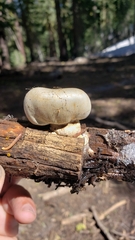 Pholiota nubigena