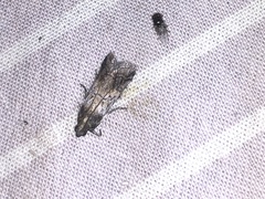 Chararica hystriculella