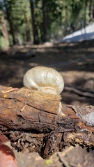 Pholiota nubigena