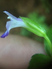 Linderniaceae