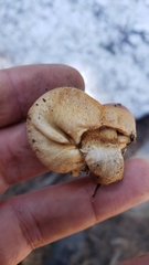 Pholiota nubigena