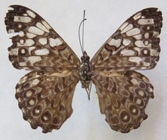 Hamadryas feronia farinulenta