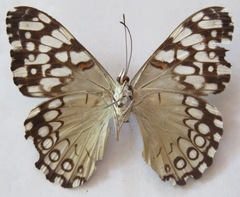 Hamadryas feronia farinulenta