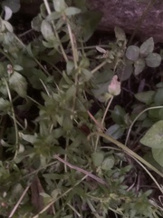 Veronica arvensis
