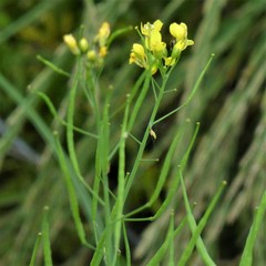 Brassicaceae