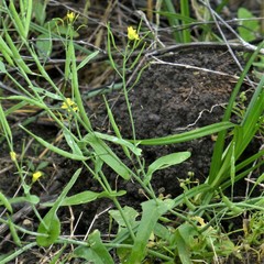 Brassicaceae