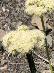 Eriogonum compositum