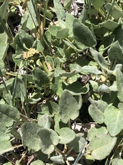 Eriogonum compositum