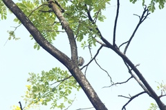 Yungipicus moluccensis