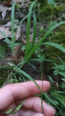 Carex laxiculmis copulata